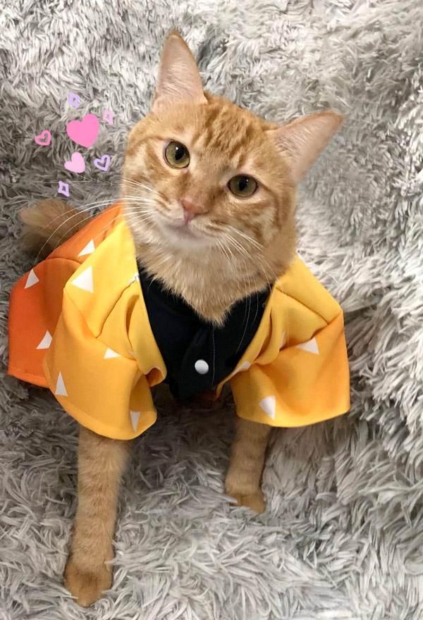 Zenitsu Cat Costume - Demon Slayer Kimetsu no Yaiba Cosplay | Kimono